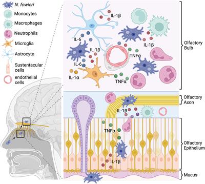 Pro-inflammatory cytokine responses to Naegleria fowleri infection